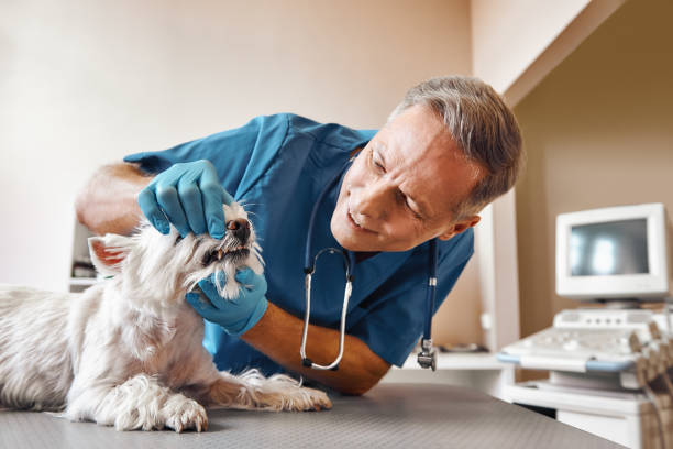 Best After-Hours Dental Care in Goose Creek Village, VA